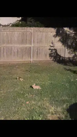 Video 1
