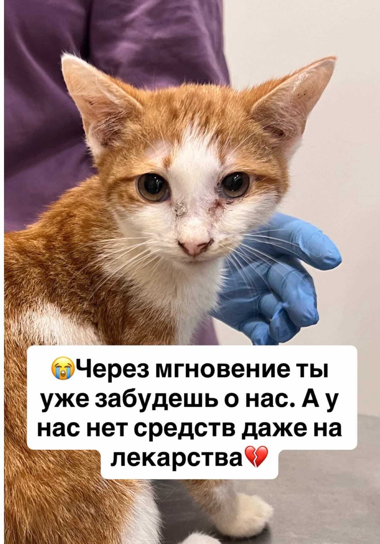 💔Через мгновение ты уже забудешь о нашем существовании. А у нас нет средств даже на лекарства😭 ♿️Нас зовут Борис и Белла. Нас нашли на улице в очень тяжелом состоянии. Даже температура не измерялась