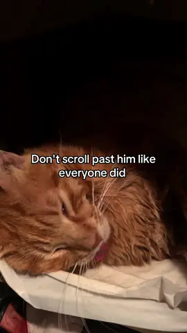 He has been given a second chance tonight… On Valentine’s night he was found with no hope of walking again — yet he did. And even now, after everything he’s endured, he’s rising stronger once more. To