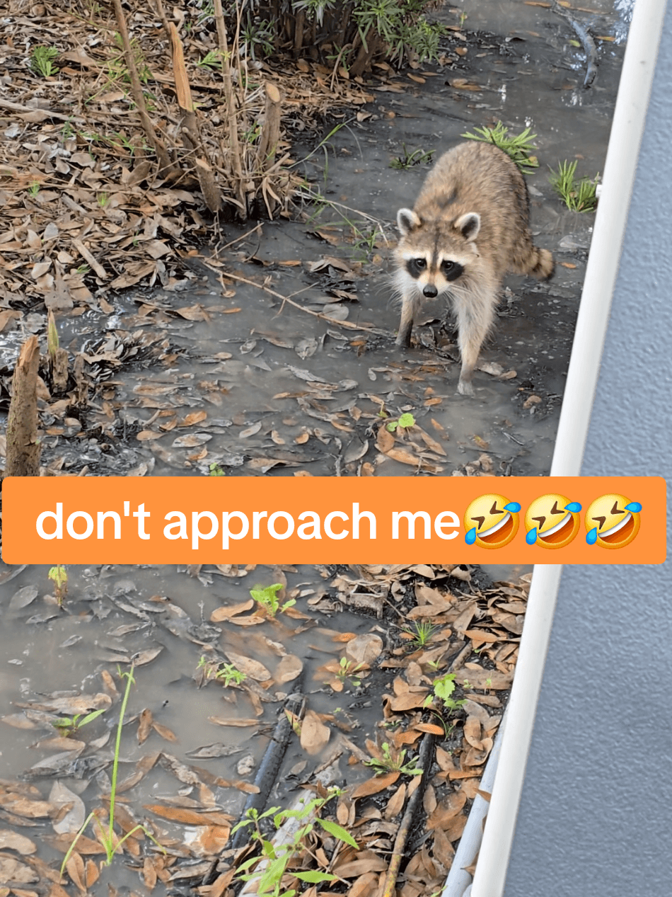 looked like he meant business 🤣🤣🤣 #funnyvideos #fyp #viral 