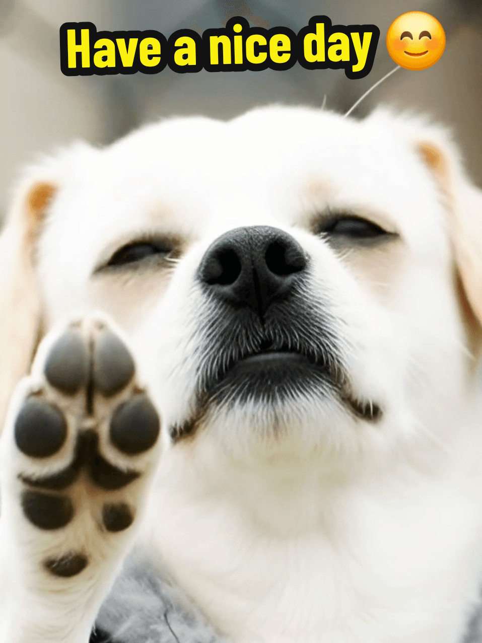 Have a nice day ❤️ #dog #petsoftiktok #happy #petsoftiktok #happy 