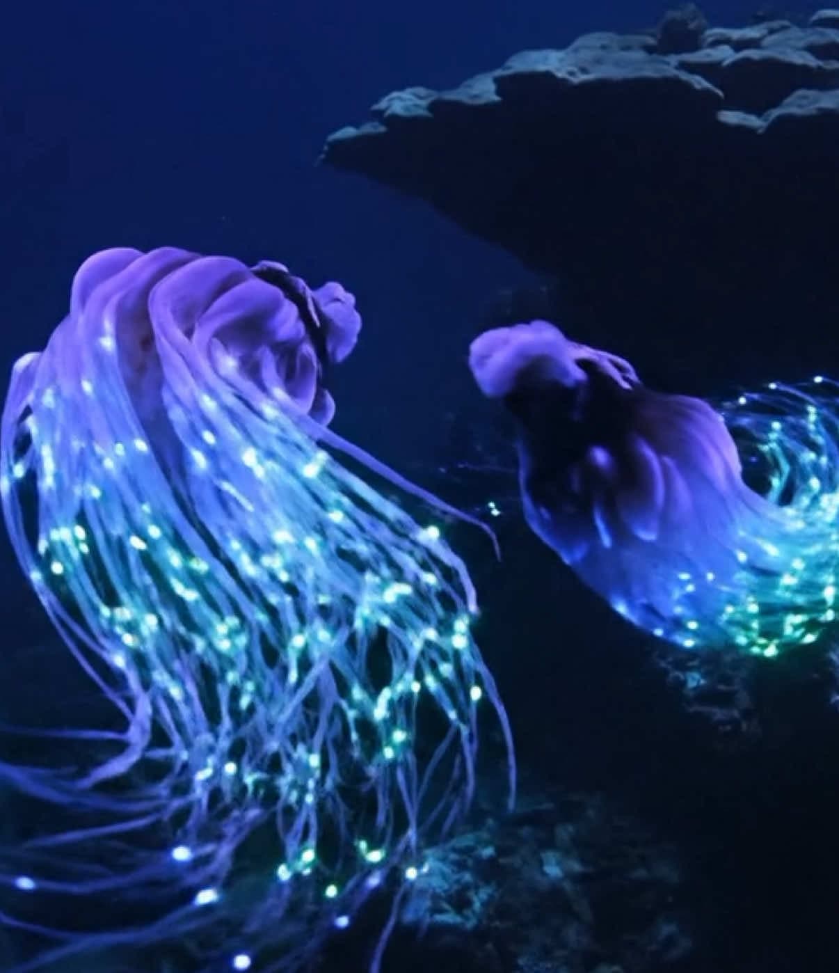 These creatures hardly ever sleep #oceantok #siphonophore #fishtok #ocean #fih 